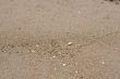 Sand on shore with tiny shell
