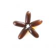 Flax Seed Capsules in a Star Pattern