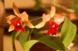 Orchid