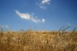 cloudy sky and dry grass