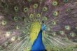 peacock with beautiful tail