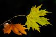 Autumn leaves
