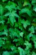 Foliage