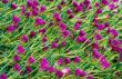 Pattern of violet flowers