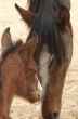 A horse with a foal