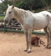 A horse with a foal