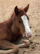 a foal