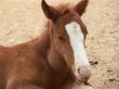 a foal