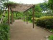 Tokyo garden