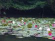 Tokyo garden