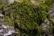 tree moss