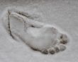 Foot