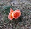 Forgotten Rose