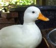 White Duck