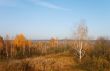 yellow autumn trees