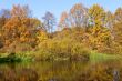 yellow autumn forest