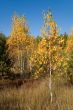 autumn birch with golden leaves