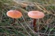 mushroom in hoar-frost