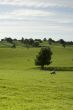 Farmland in the Lake District