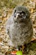 Great Grey Owl Chick