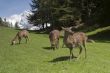 Deer in front of Mont Blanc