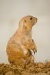 Prairie Dog