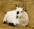 Pygmy Goat