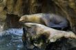 Patagonian Sea Lion