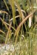 wheat