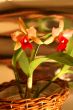 Orchid