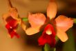 Orchid