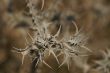 thorny, spiny dry grass