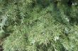 Pine branches