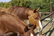 horses family