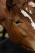 A horse in a farm