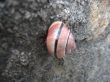 a snail on the rock