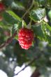 Raspberry on a bush