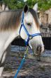 Horse close-up 3