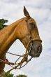 Horse close-up 4