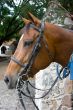 Horse close-up 5