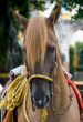 Horse close-up 6