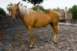 Horse in farm