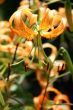 blooming yellow flower