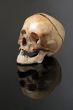 real skull