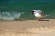 flying seagull