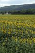 sunflower field