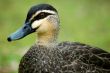 duck detail