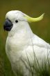 parrot detail