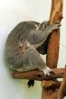 sleeping koala