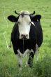 black cow
